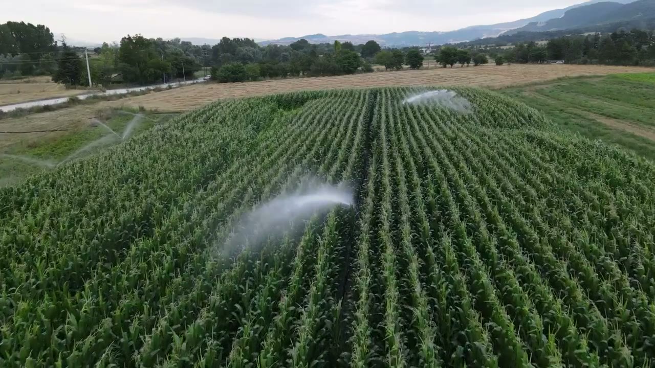 Irrigated agricultural fields viewed from above